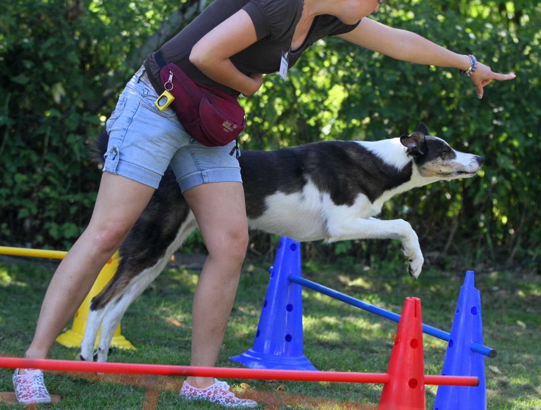 Ein Border Collie überspringt im Agility-Training eine niedrige Stangenhürde, die Trainerin weist ihm mit ausgestrecktem Arm den Weg.